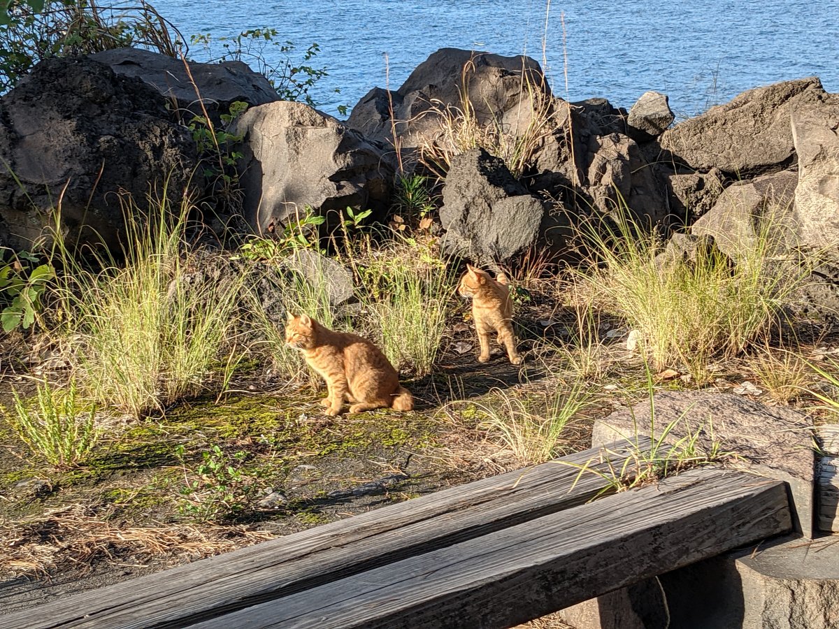 Sakurajima Yokoyama Cho Beach, Kagoshima — Morning Light photo 2