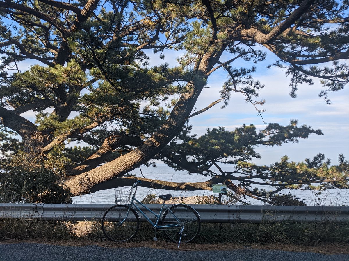 Cycling Through Ehimacho, Tahara—Coastal Pines & Winter Light
