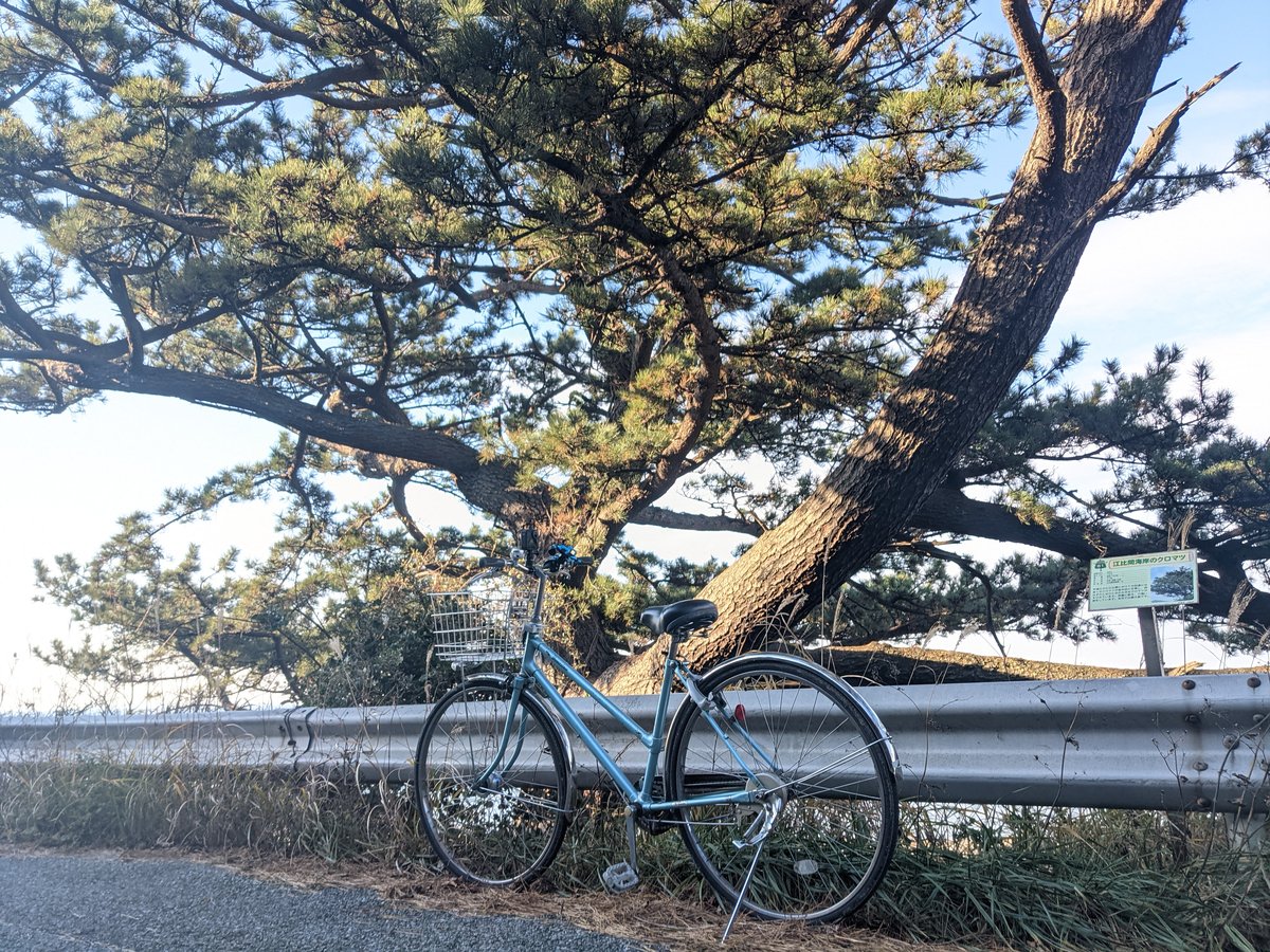 Cycling Through Ehimacho, Tahara—Coastal Pines & Winter Light photo 2