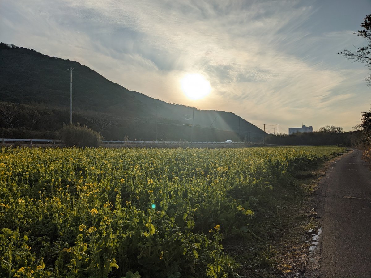 Golden Rapeseed Fields, Kameyamacho Tahara