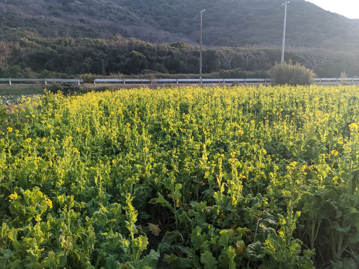 Golden Rapeseed Fields, Kameyamacho Tahara photo 2