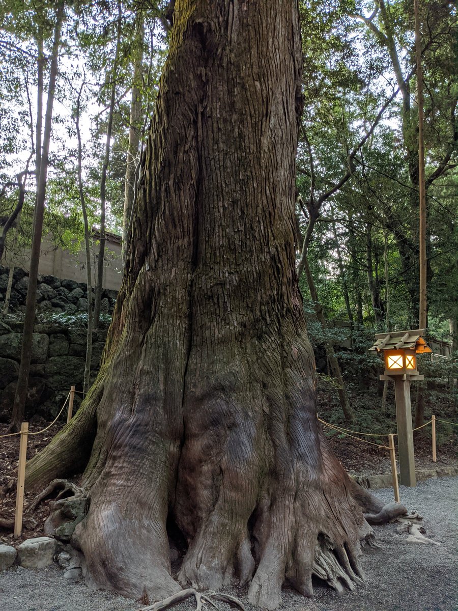 Ancient Cryptomeria at Ise Jingū, Mie