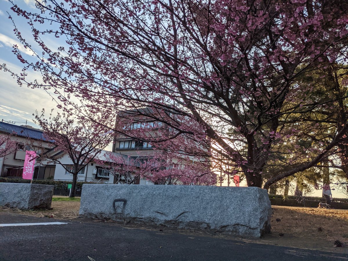 Early Sakura in Izu, Shizuoka — Spring Arrives
