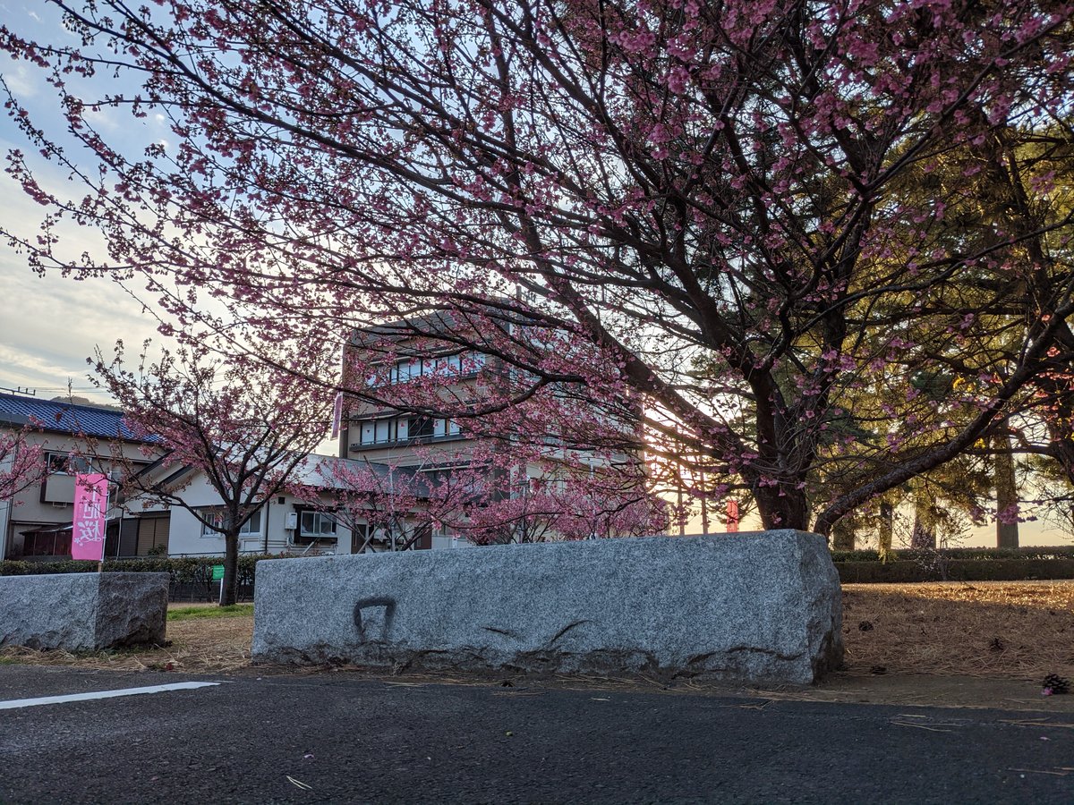 Early Sakura in Izu, Shizuoka — Spring Arrives photo 2