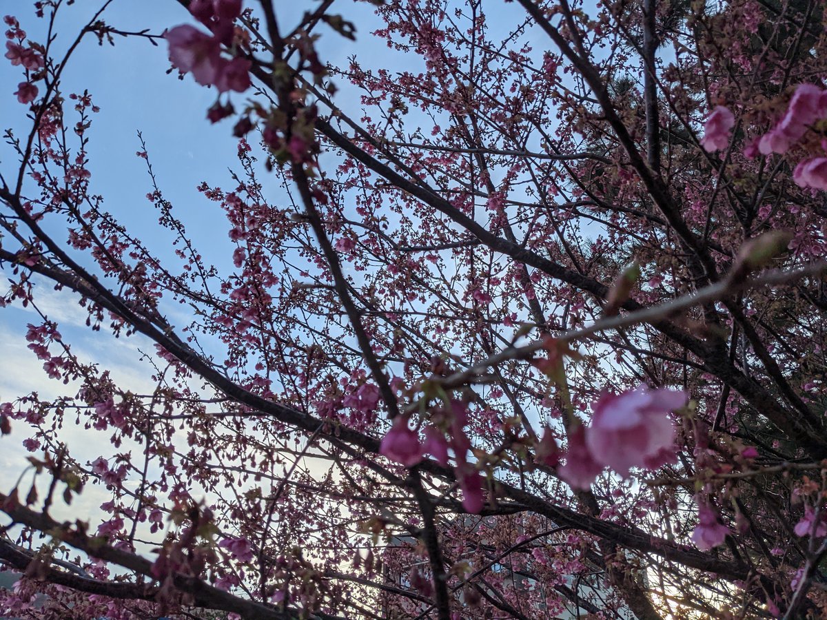 Early Sakura in Izu, Shizuoka — Spring Arrives photo 3