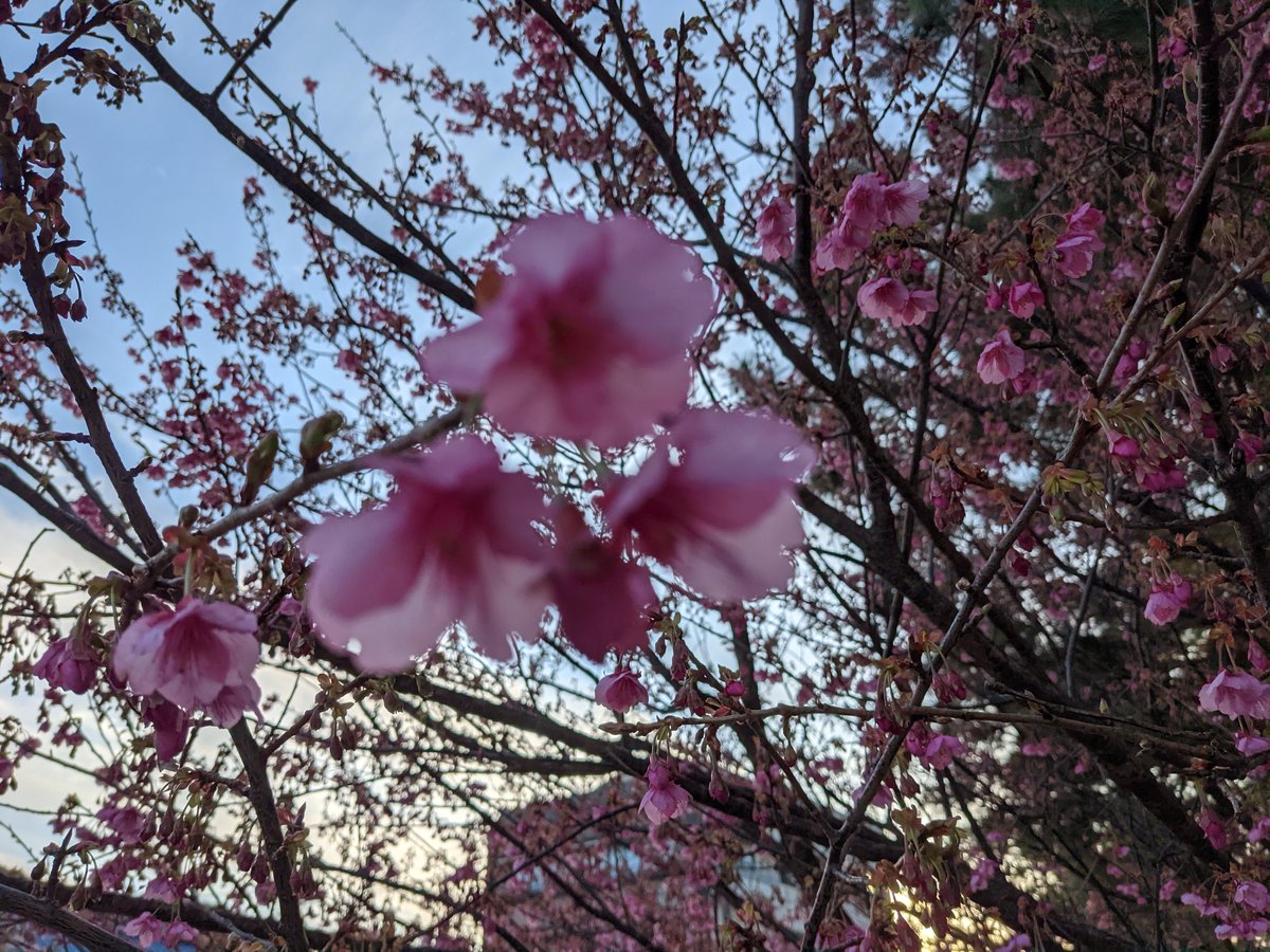 Early Sakura in Izu, Shizuoka — Spring Arrives photo 4
