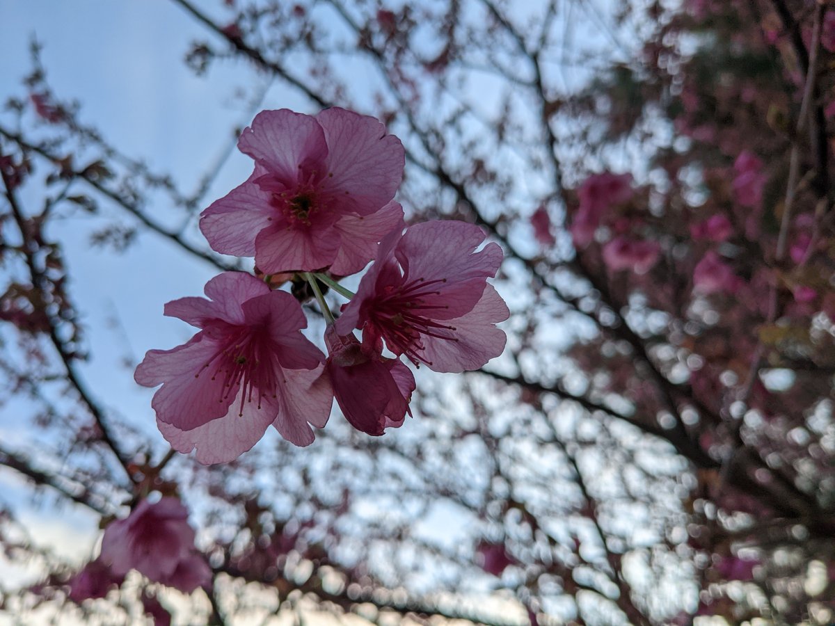 Early Sakura in Izu, Shizuoka — Spring Arrives photo 5