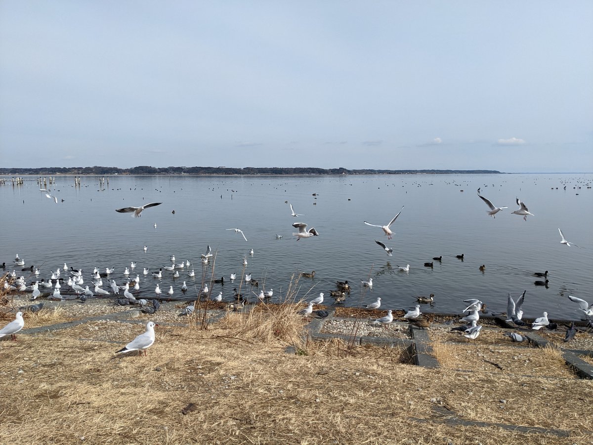 Winter Waterfowl at Takita Beach, Tsuchiura