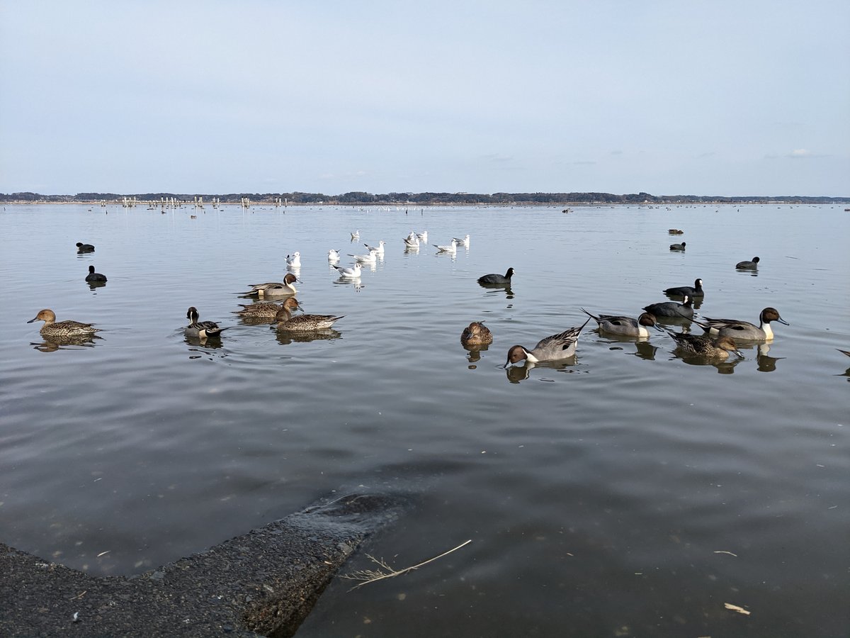 Winter Waterfowl at Takita Beach, Tsuchiura photo 2