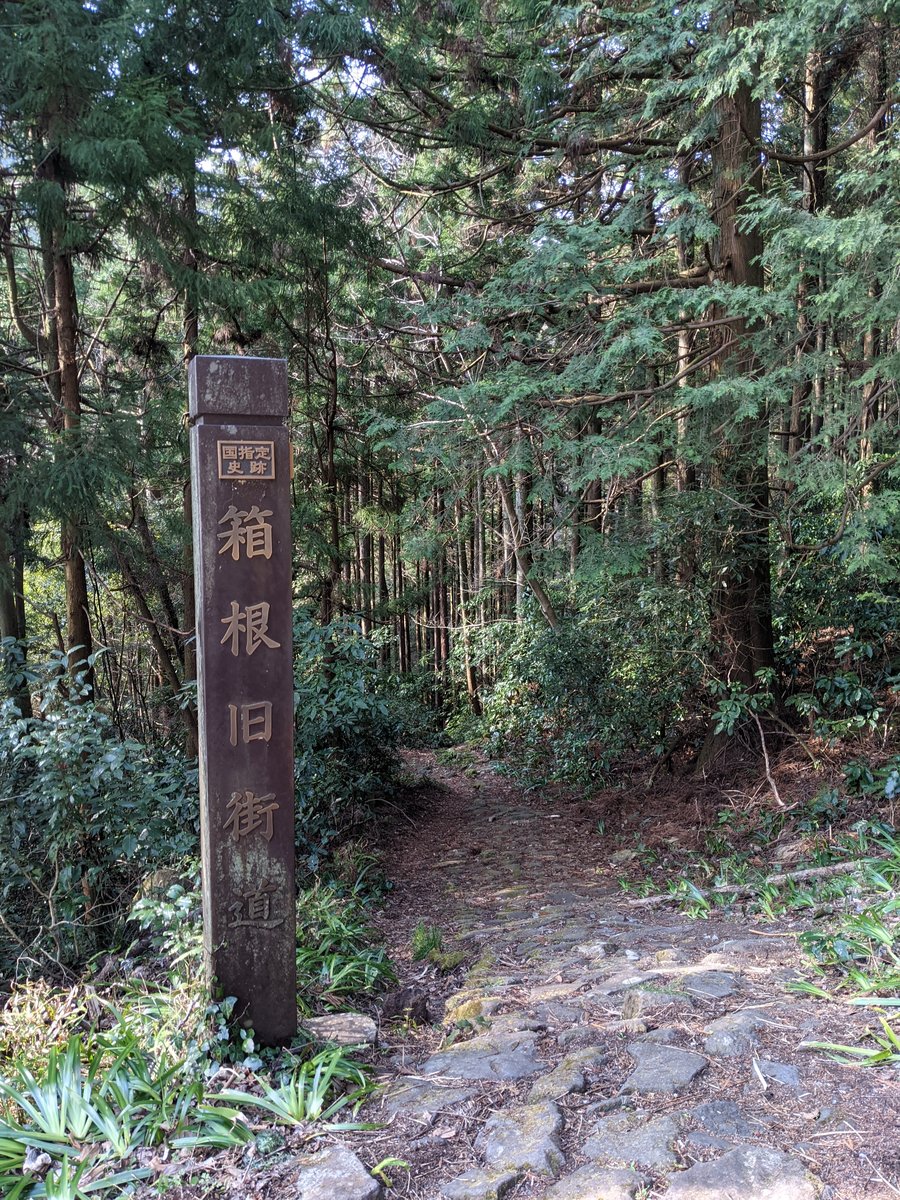 Hakone's Forest Trail: Early Morning on the Hakone Old Road