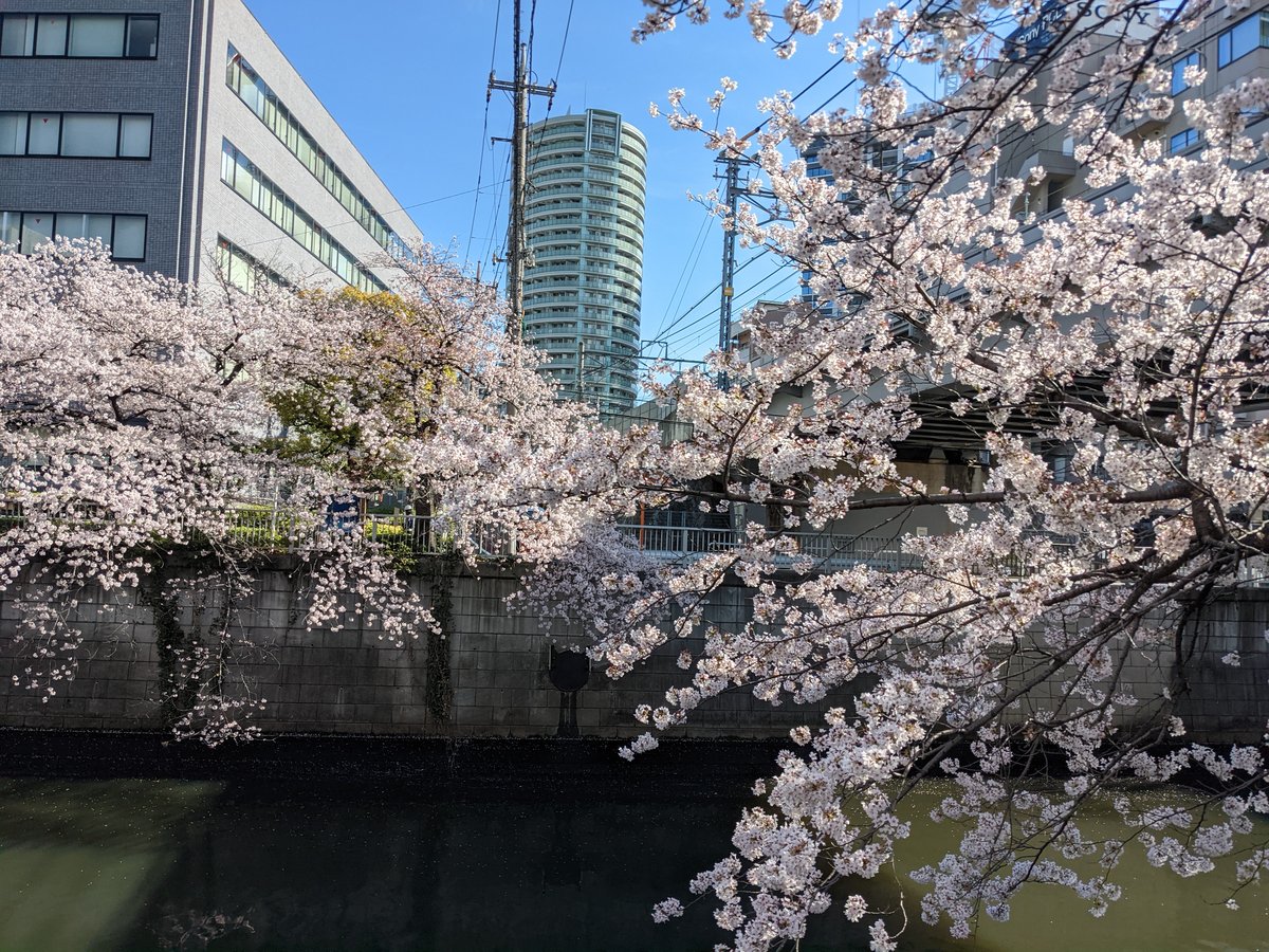 Peak Sakura Season at Nishi-Gotanda, Shinagawa