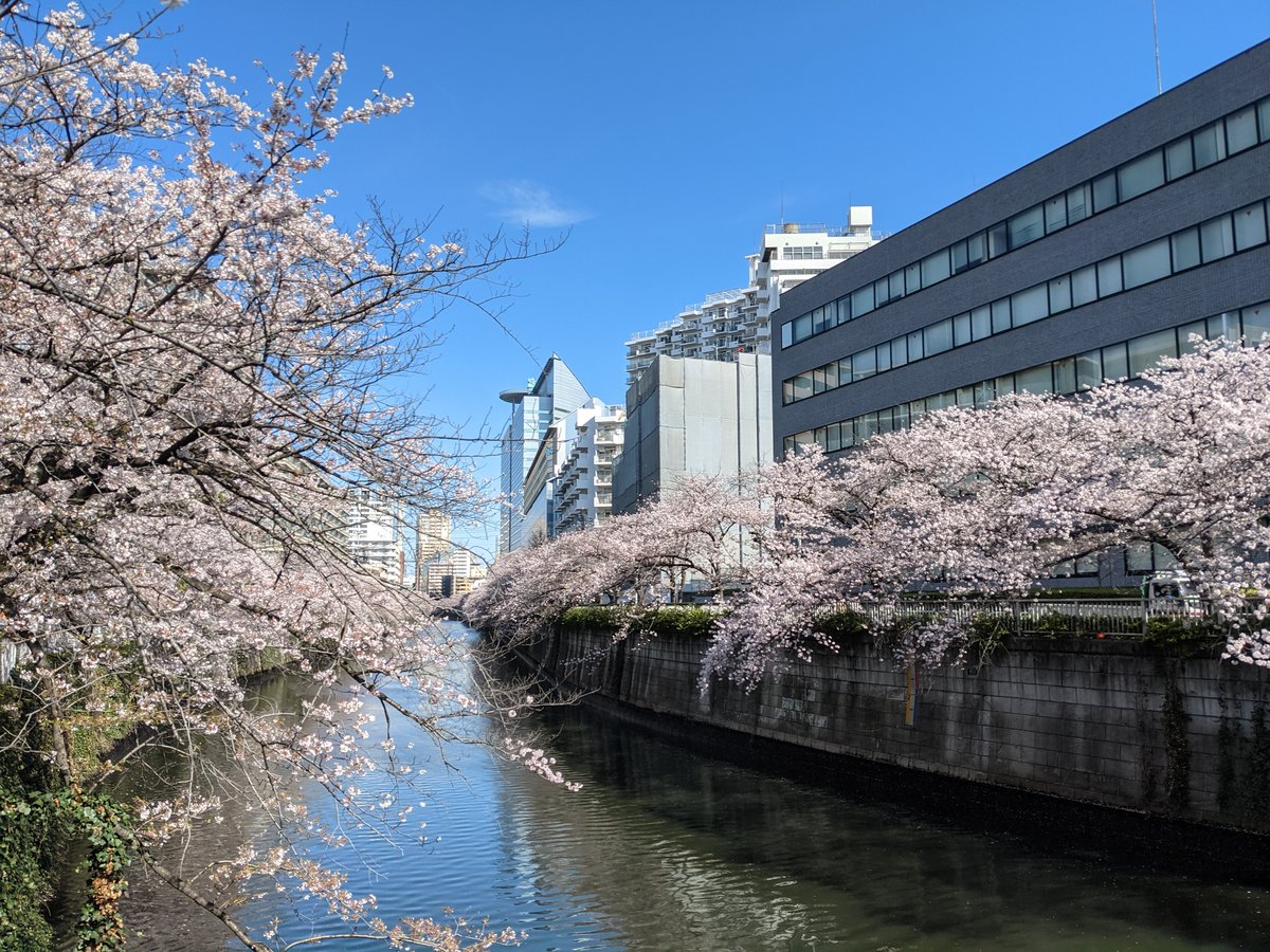 Peak Sakura Season at Nishi-Gotanda, Shinagawa photo 2