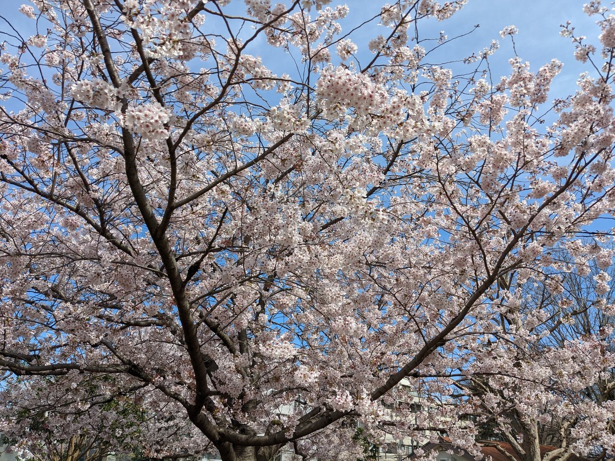Sakura Season Street Food, Mita 4-chome Tokyo photo 8
