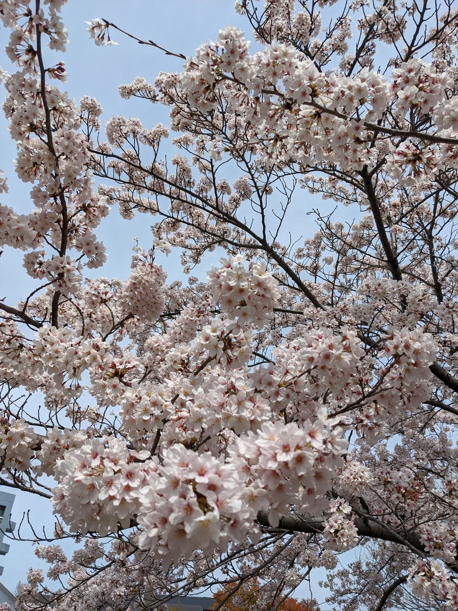 Dango & Cherry Blossoms, Minami-Senju Tokyo photo 3