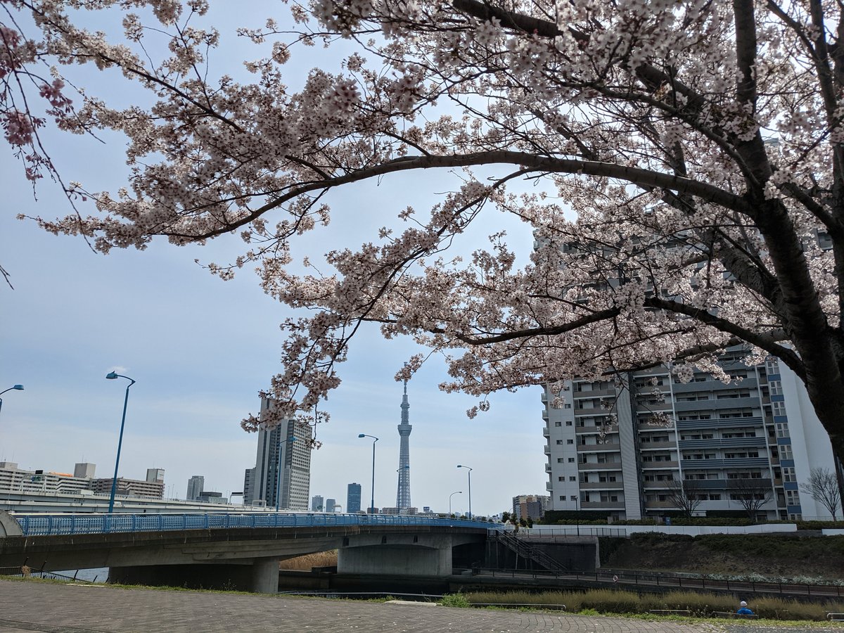 Dango & Cherry Blossoms, Minami-Senju Tokyo photo 4