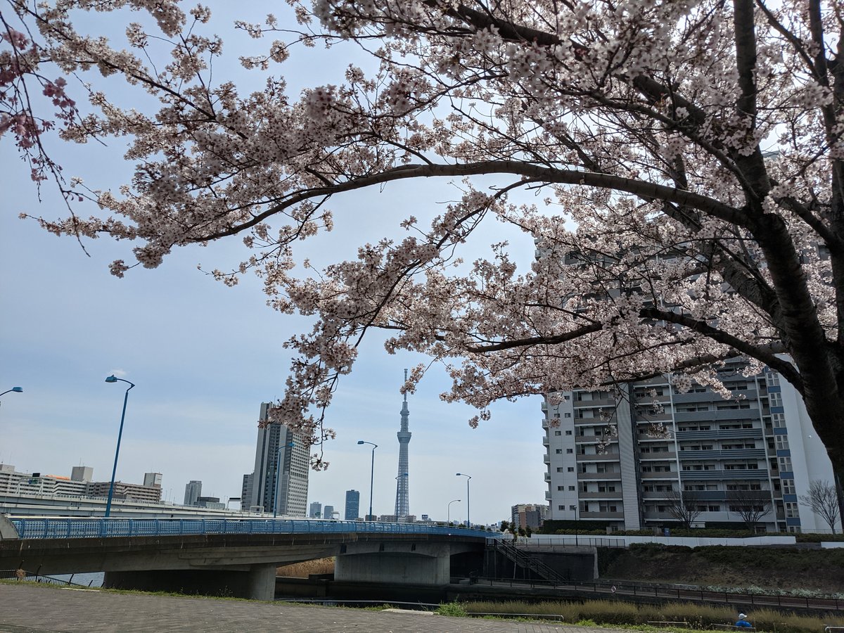 Dango & Cherry Blossoms, Minami-Senju Tokyo photo 5