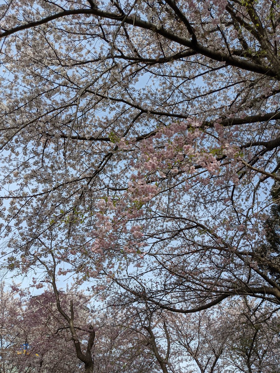 Mitarashi Dango Under Cherry Blossoms, Ueno-Sakuragi photo 2