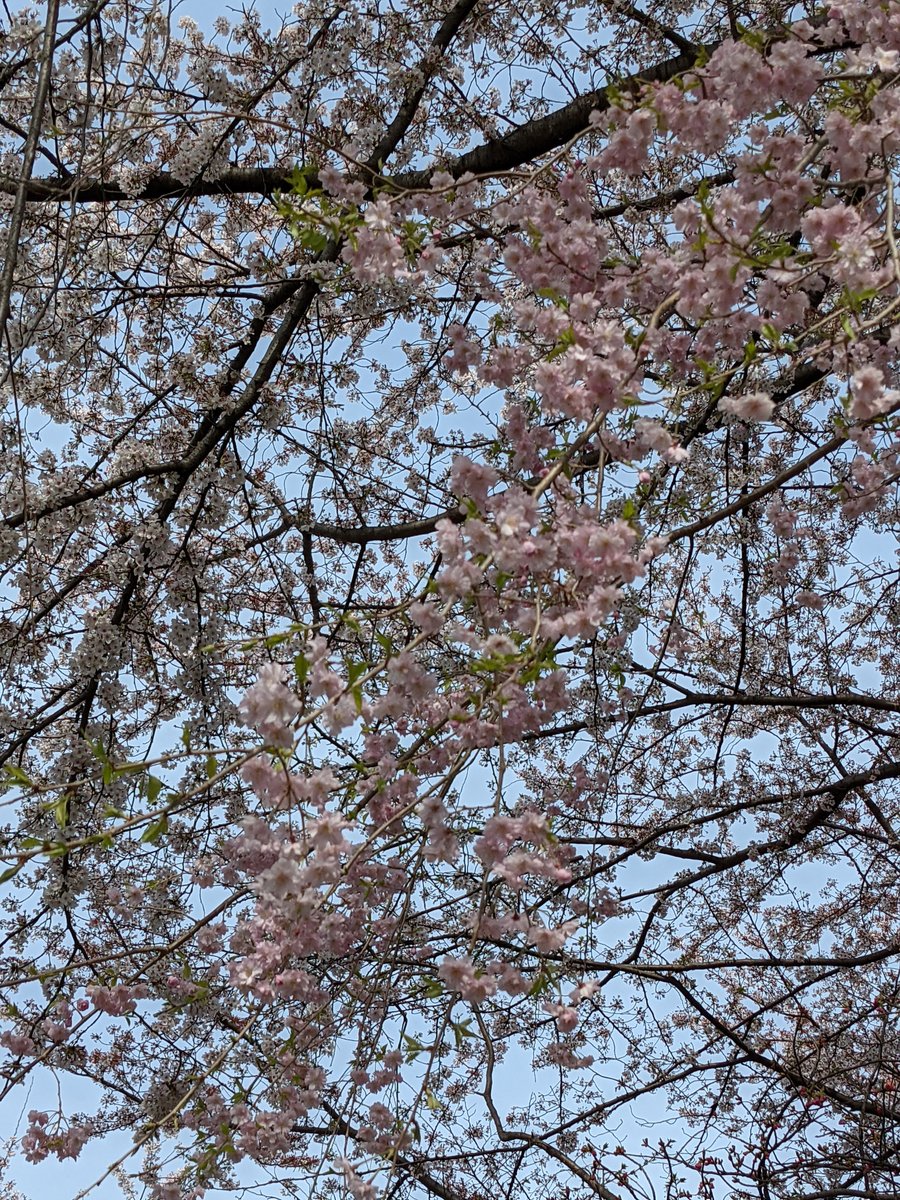 Mitarashi Dango Under Cherry Blossoms, Ueno-Sakuragi photo 3