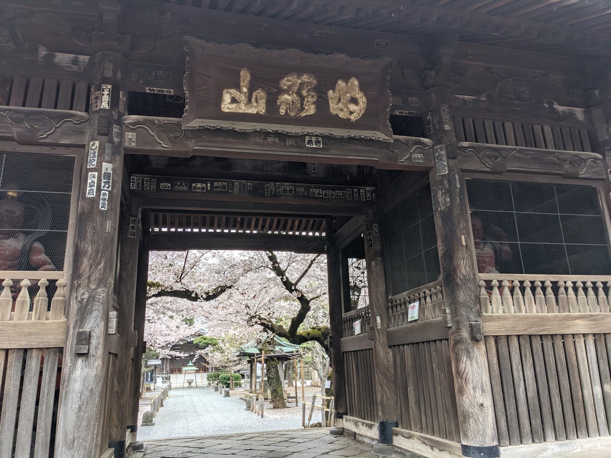 Naka-Meguro Temple Gate During Peak Sakura, Tokyo