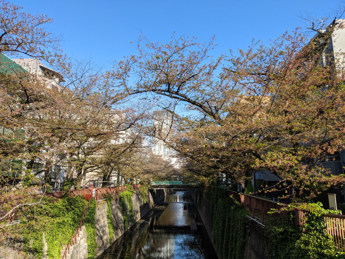 Spring River Walk Through Aobadai, Meguro photo 2