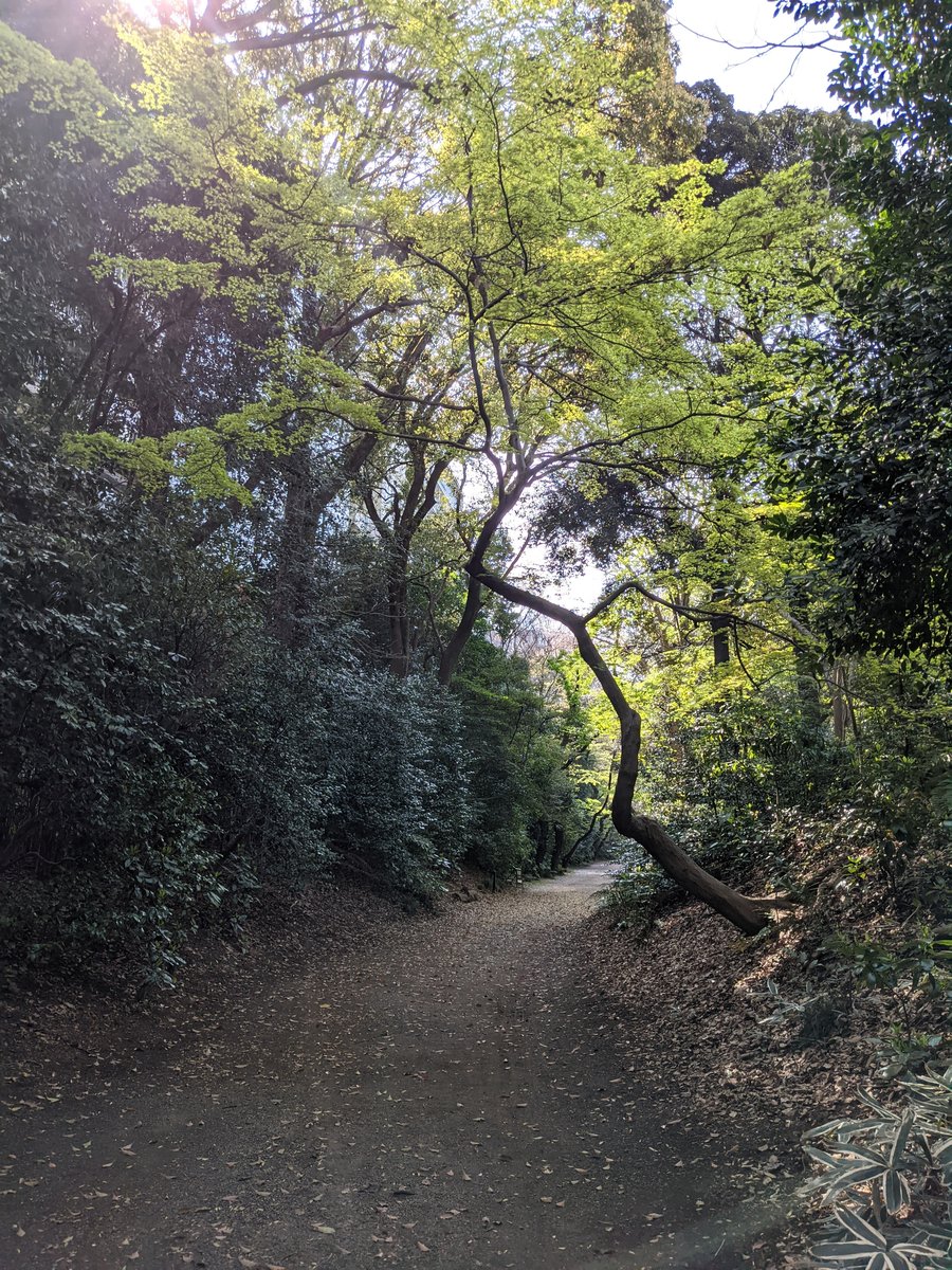 Morning Forest Walk in Honkomagome, Tokyo