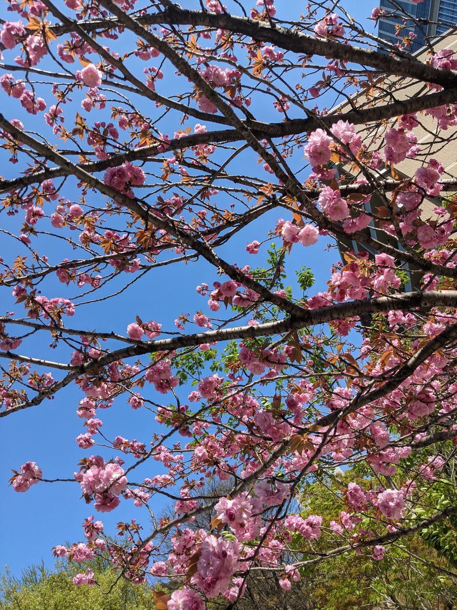 Cherry Blossoms in Kioichō, Chiyoda — Tokyo Spring Magic