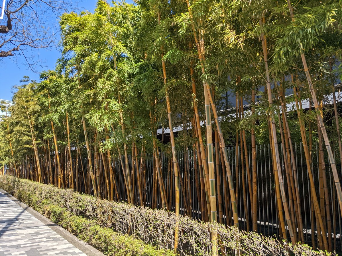 Spring Bamboo Garden in Minami-Aoyama, Tokyo