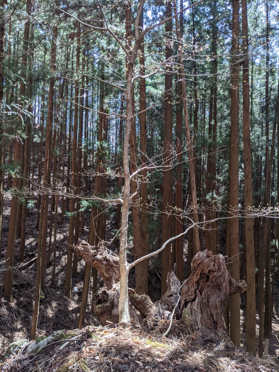 Spring Forest Hike in Annaka, Gunma — with Mt. Myōgi in View