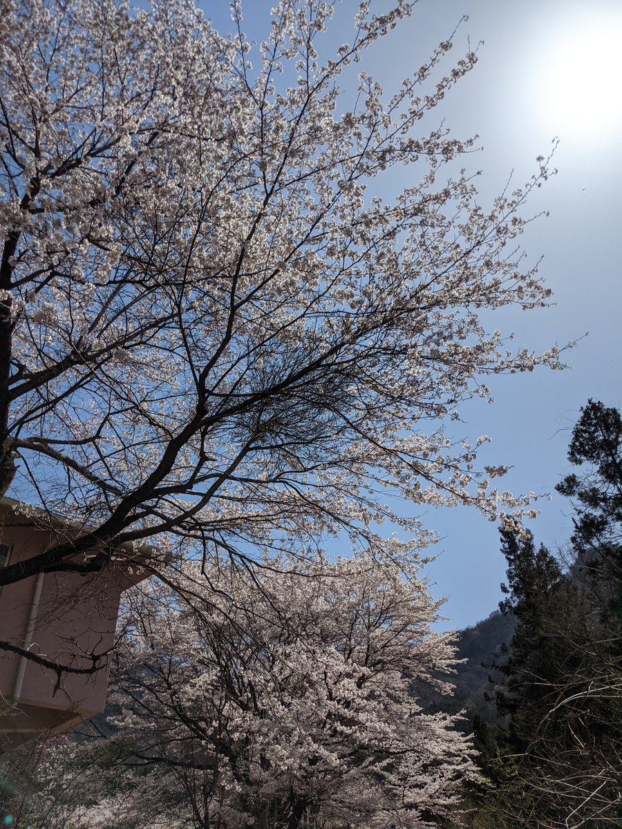 Cherry Blossoms in Annaka, Gunma — Spring Light photo 5