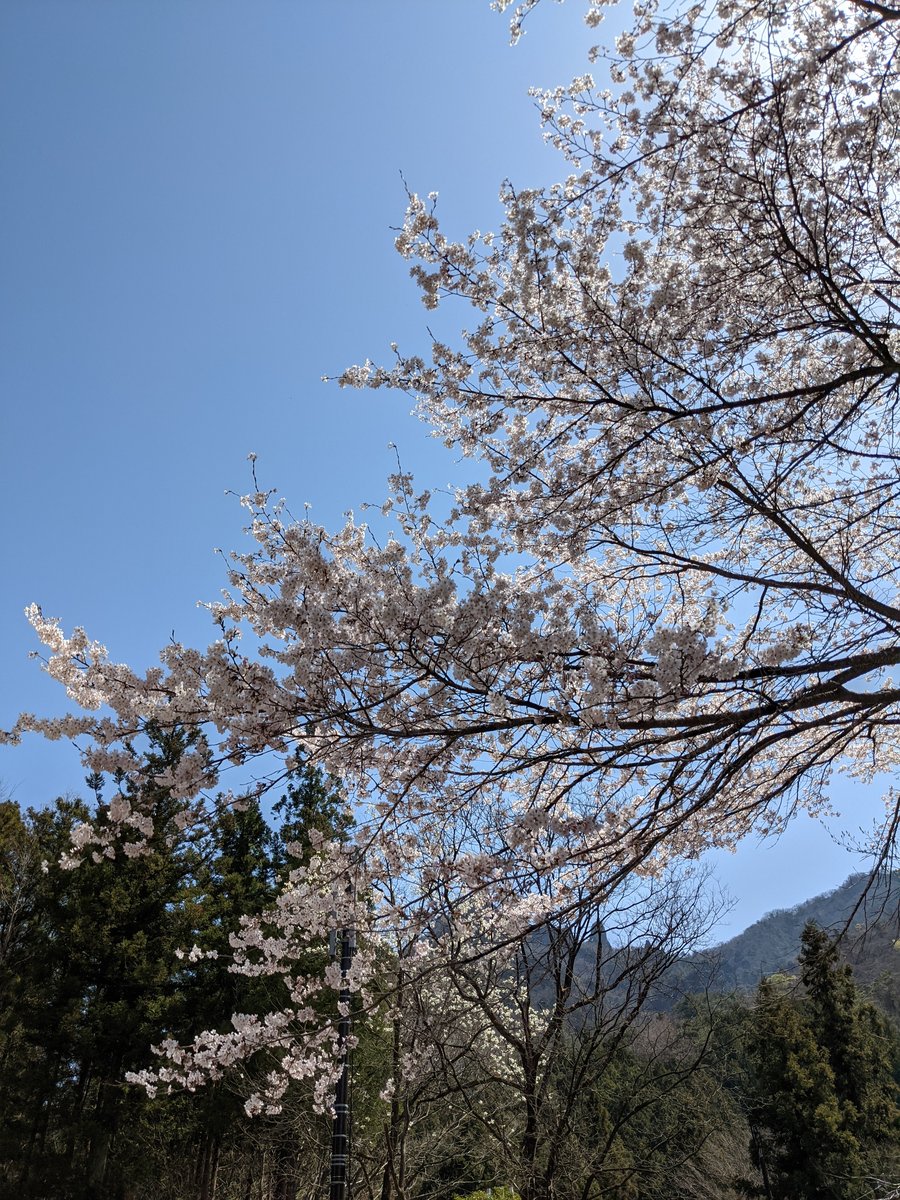 Cherry Blossoms in Annaka, Gunma — Spring Light photo 6
