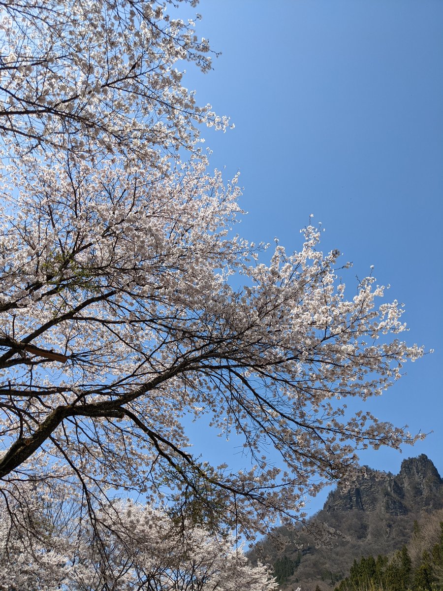 Cherry Blossoms in Annaka, Gunma — Spring Light photo 7