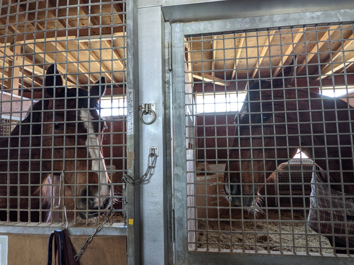 Spring Morning with Horses at Chitose Farm, Hokkaido
