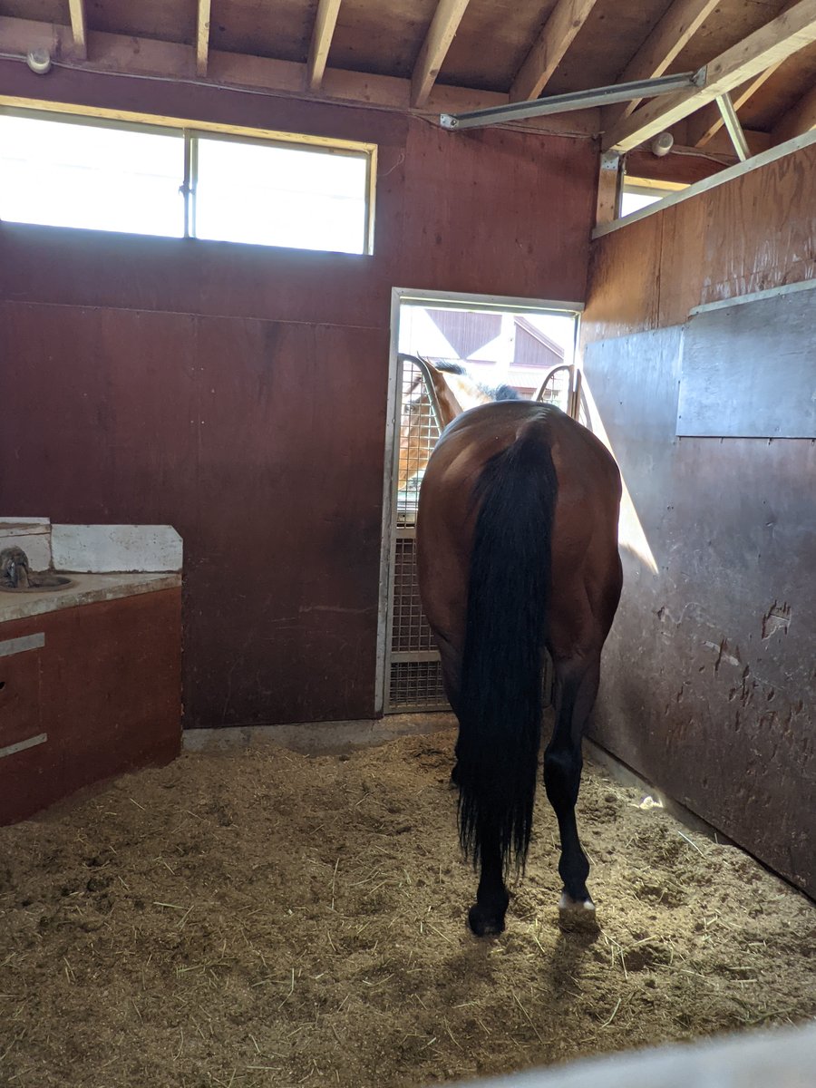 Horse Farm in Abira, Hokkaido — Spring Visit