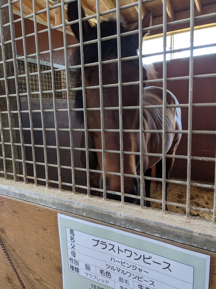 Spring Farm Visit in Tomakomai, Hokkaido photo 3