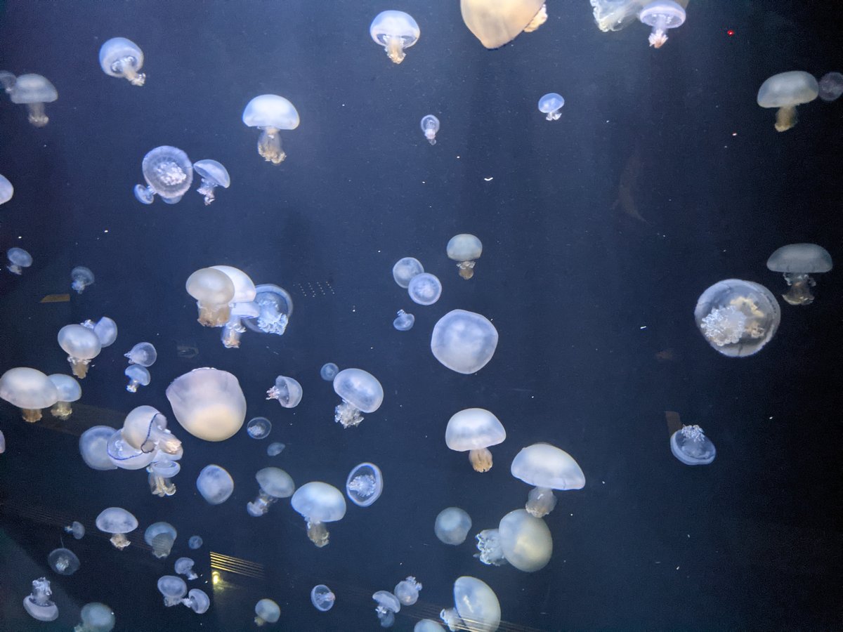 Kamo Aquarium, Tsuruoka — Spring Visit to Yamagata's Hidden Gem photo 2