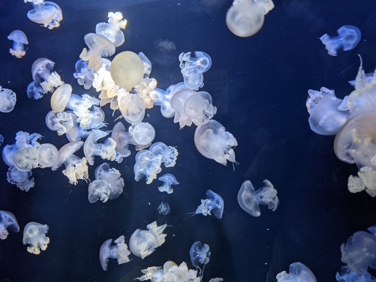 Kamo Aquarium, Tsuruoka — Spring Visit to Yamagata's Hidden Gem photo 3
