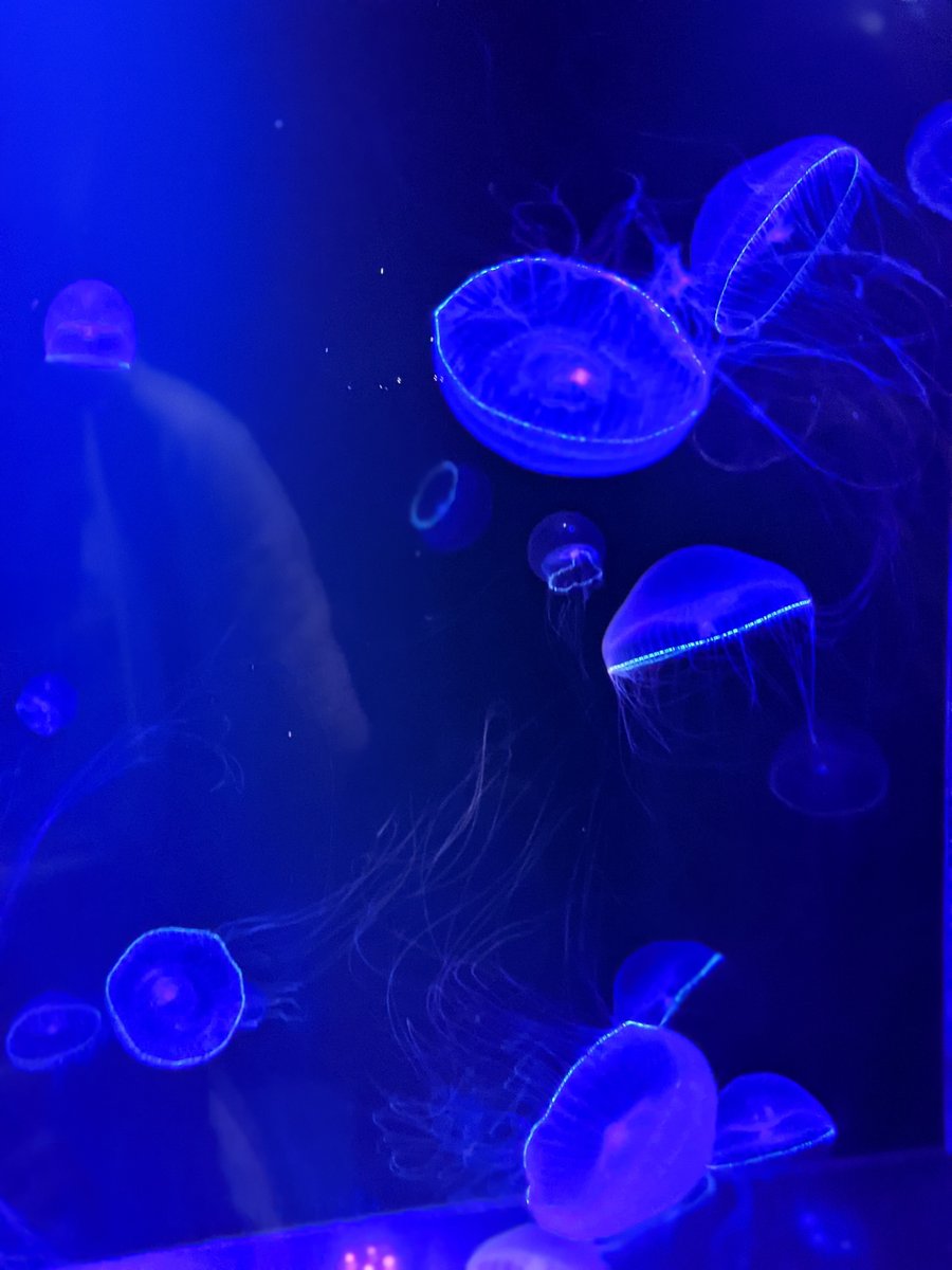 Kamo Aquarium, Tsuruoka — Spring Visit to Yamagata's Hidden Gem photo 4