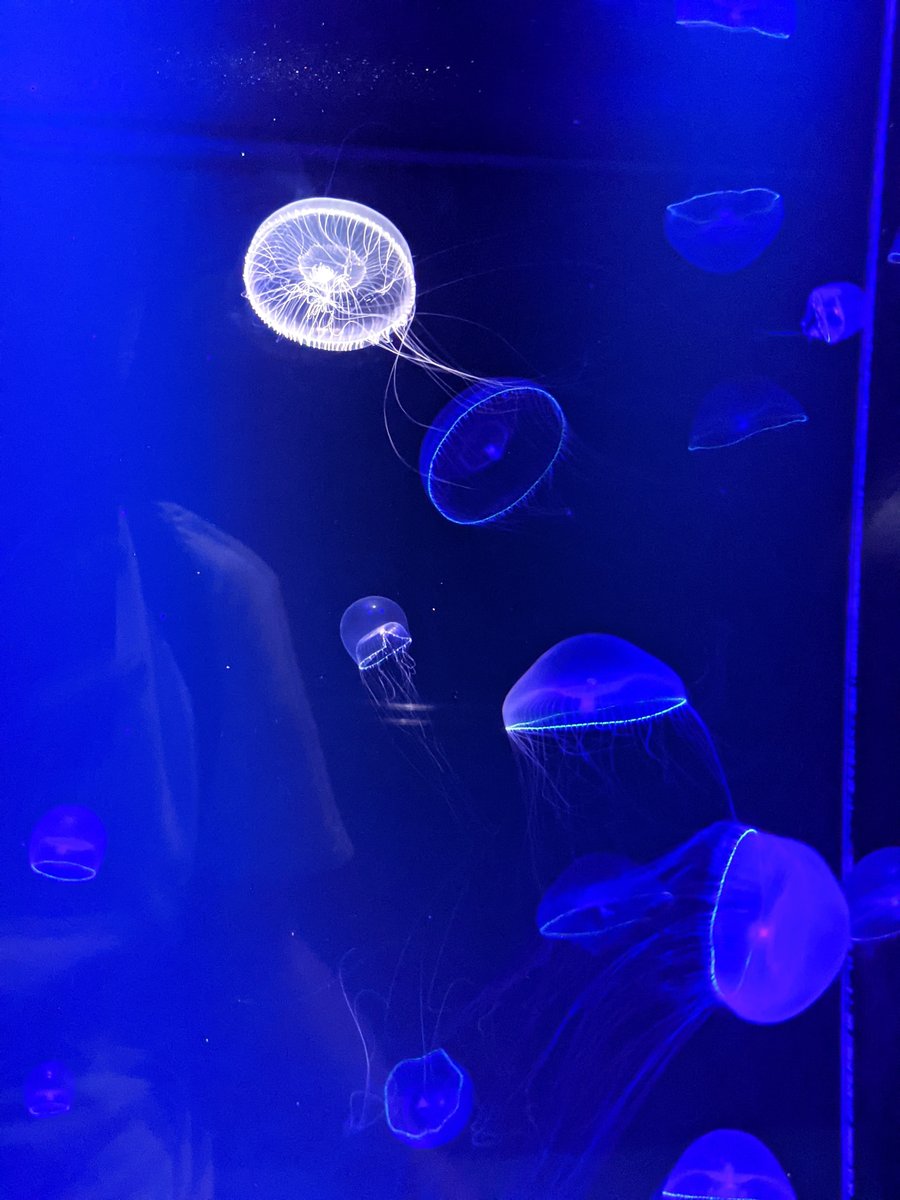 Kamo Aquarium, Tsuruoka — Spring Visit to Yamagata's Hidden Gem photo 5