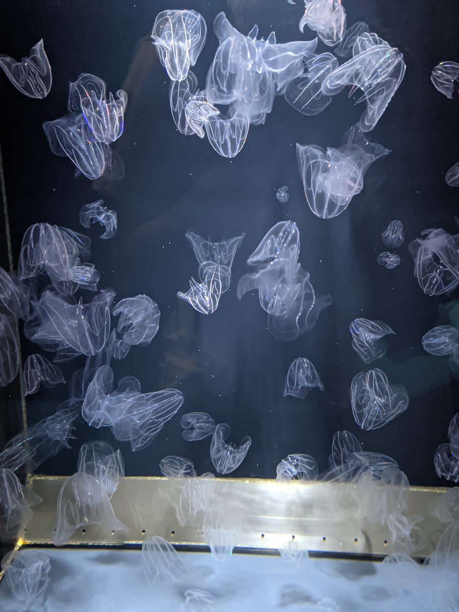 Kamo Aquarium, Tsuruoka — Spring Visit to Yamagata's Hidden Gem photo 6