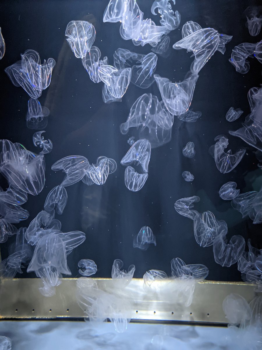 Kamo Aquarium, Tsuruoka — Spring Visit to Yamagata's Hidden Gem photo 7