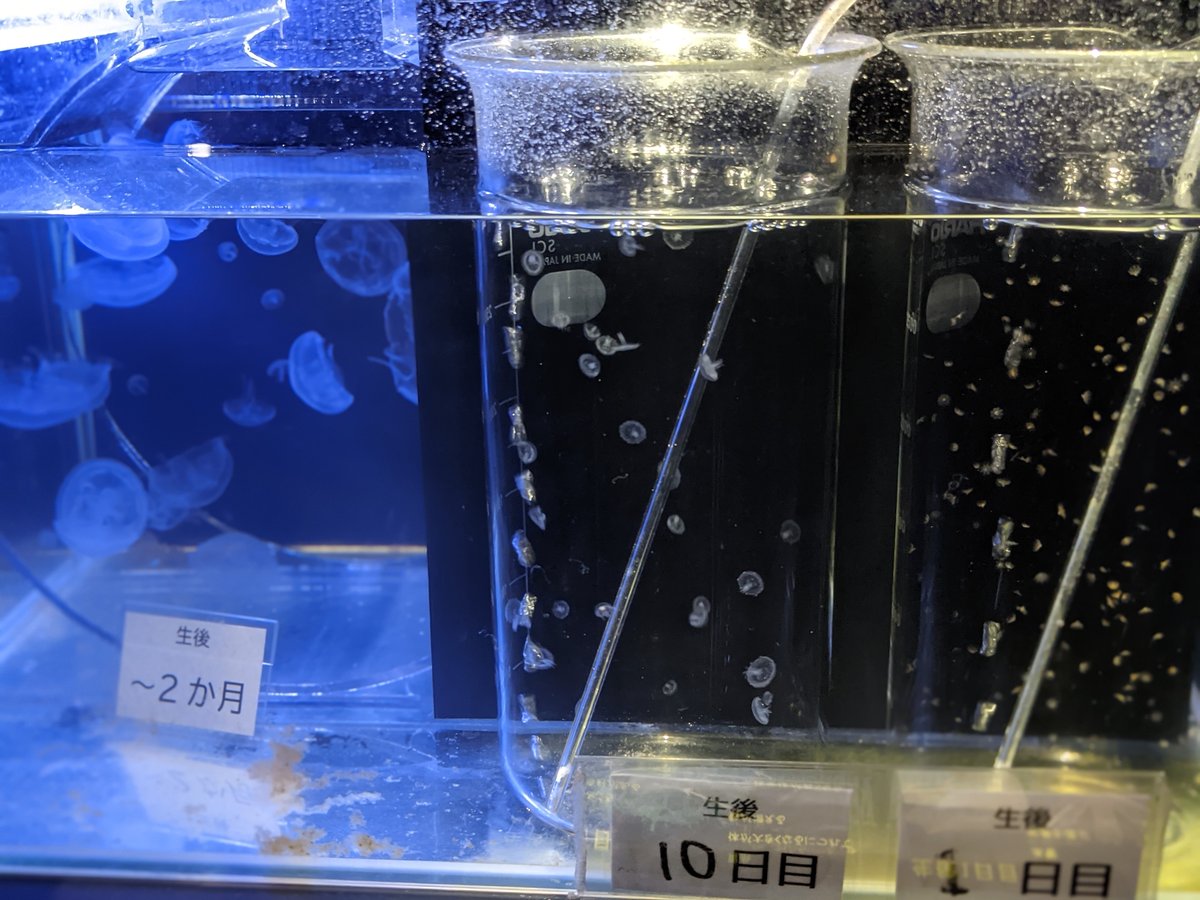 Kamo Aquarium, Tsuruoka — Spring Visit to Yamagata's Hidden Gem photo 8