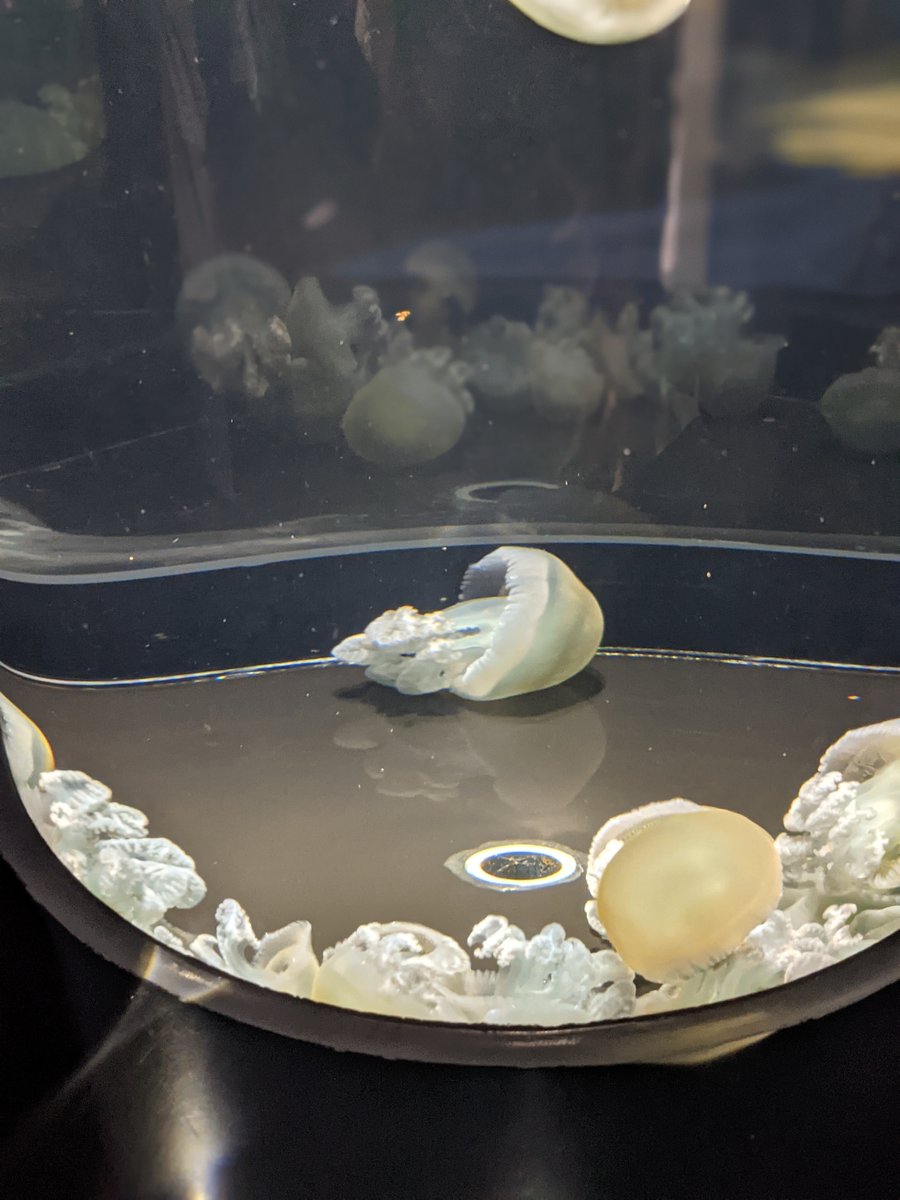 Kamo Aquarium, Tsuruoka — Spring Visit to Yamagata's Hidden Gem photo 9