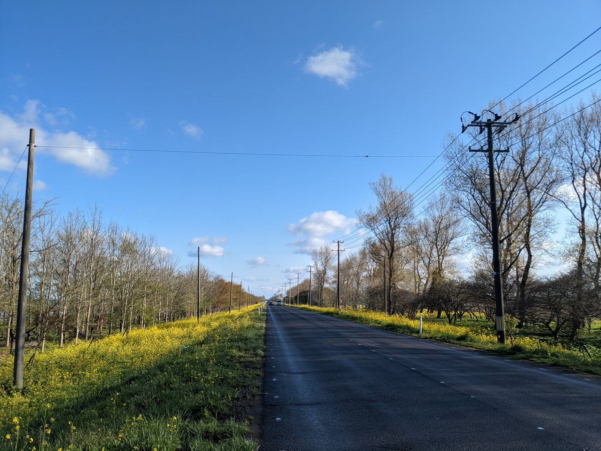 Rapeseed Bloom Along a Quiet Road, Ogata, Akita