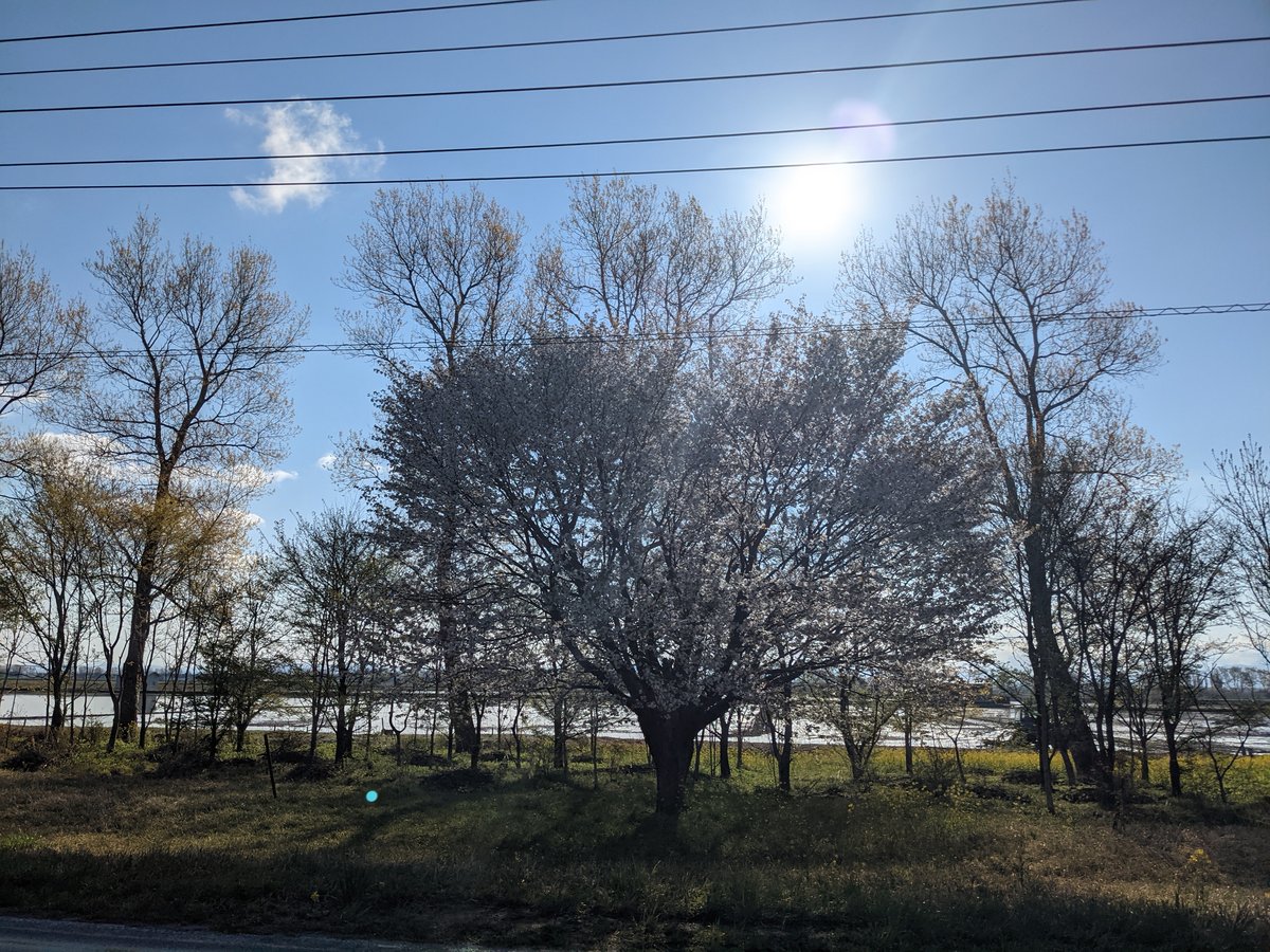 Rural Riverside Spring in Ogata, Akita