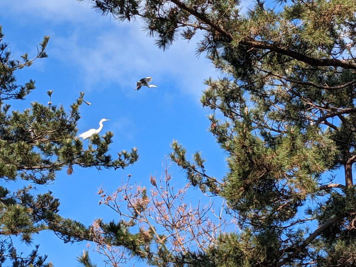 Herons Nesting in Ogata's Spring Forest, Akita