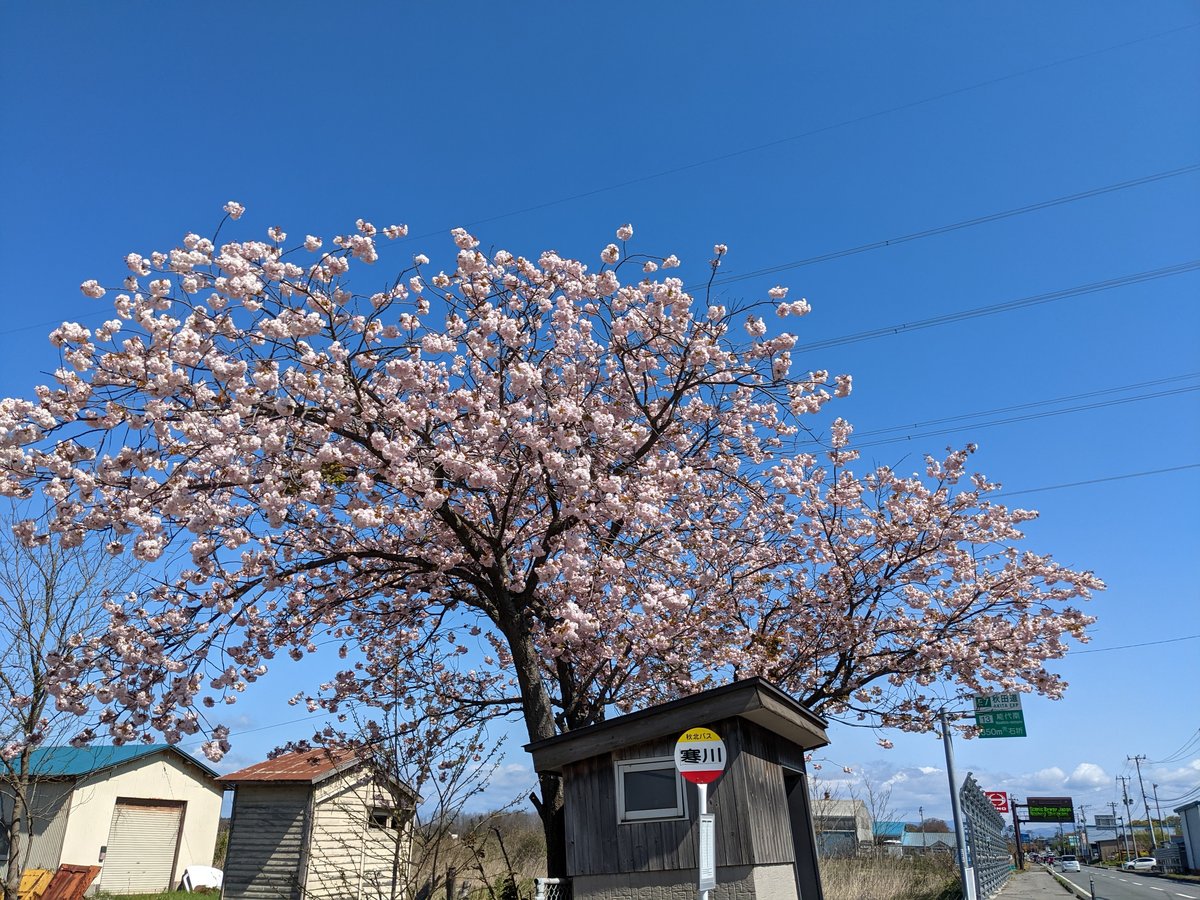 Cherry Blossoms in Full Bloom, Asanai, Akita
