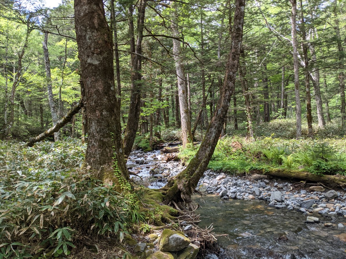 Forest Stream in Kamikōchi, Nagano