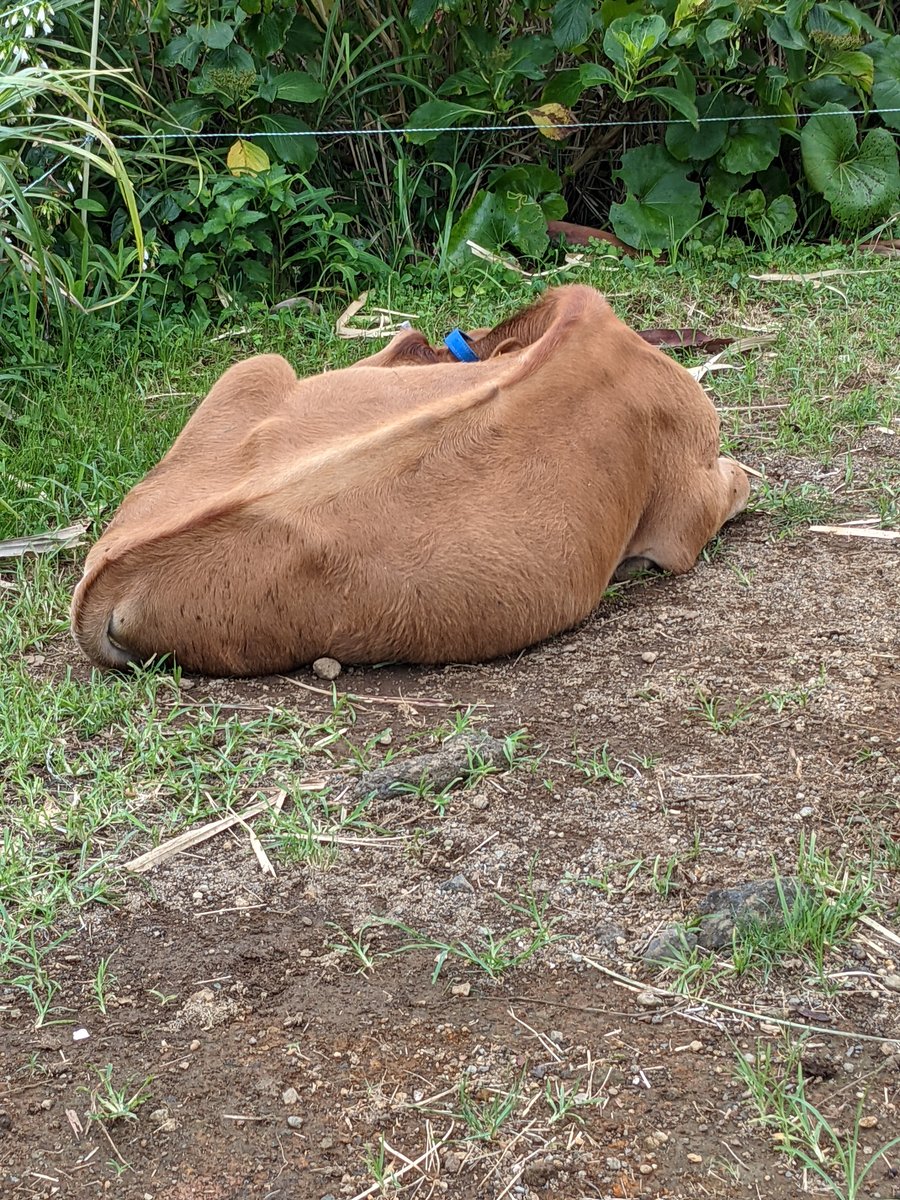 Yūyū Farm, Hachijōjima — Tokyo's Hidden Dairy Island photo 2