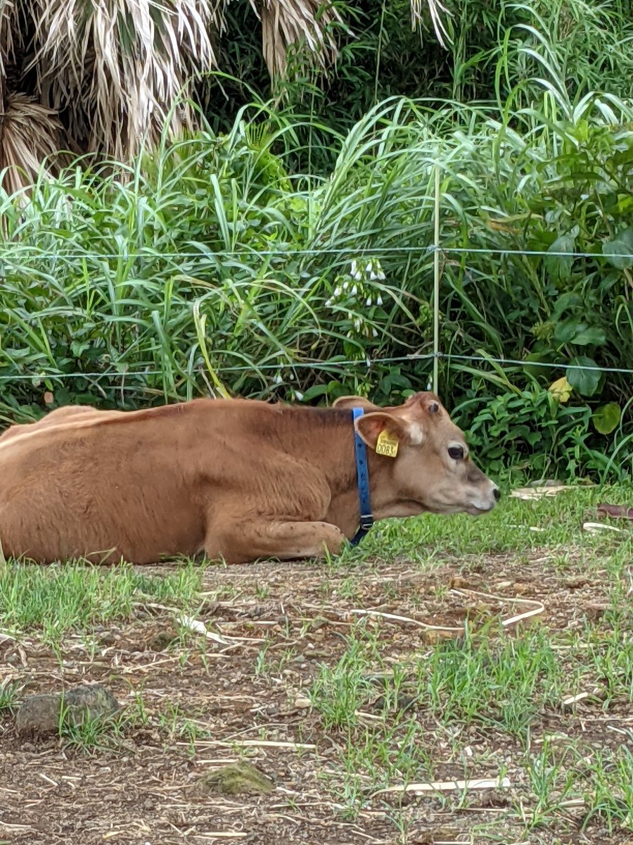 Yūyū Farm, Hachijōjima — Tokyo's Hidden Dairy Island photo 3