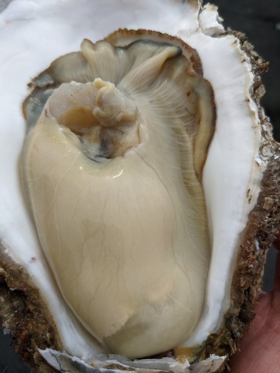 Fresh Oyster in Wada-cho, Hitachinaka, Ibaraki